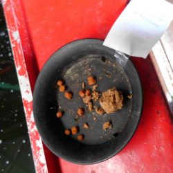 室内釣堀(鯉1匹、フナ6匹)