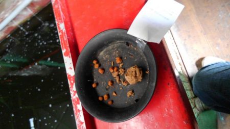 室内釣堀(鯉1匹、フナ6匹)