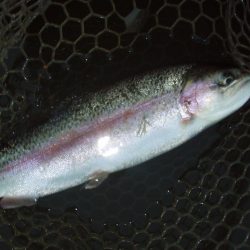 大安トラウトレイク 釣果