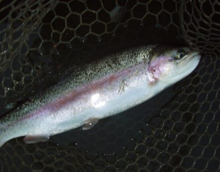 大安トラウトレイク 釣果