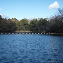 大安トラウトレイク 釣果