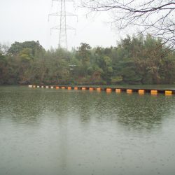 大安トラウトレイク 釣果