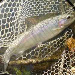 大安トラウトレイク 釣果