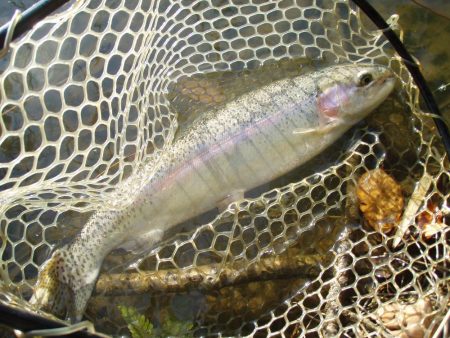 大安トラウトレイク 釣果