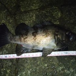 ナイトメバリング