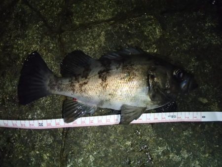 ナイトメバリング