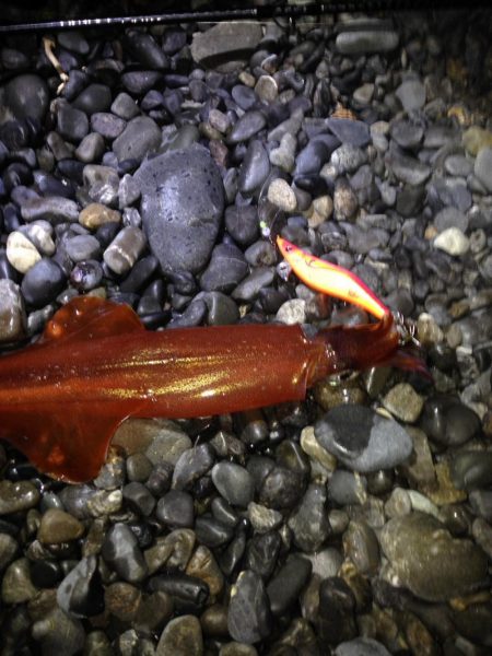 石津浜ではヤリイカ湾内ではシーバスやアジ