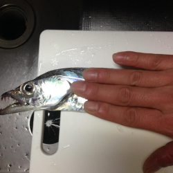 太刀魚、ヤリイカが釣れています