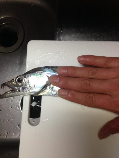 太刀魚、ヤリイカが釣れています