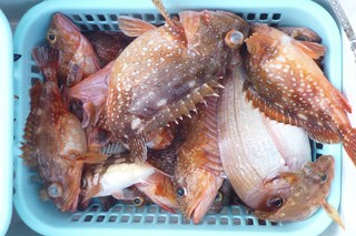 松福丸 釣果