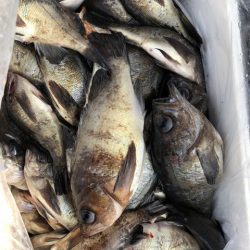 第二辰丸 釣果