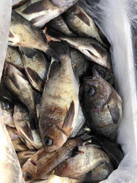 第二辰丸 釣果