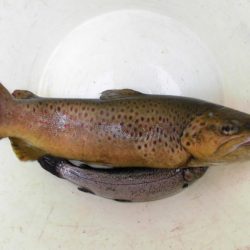 高萩ふれあいの里フィッシングエリア 釣果