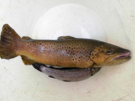 高萩ふれあいの里フィッシングエリア 釣果