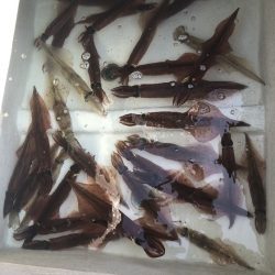 ふじしめ丸 釣果