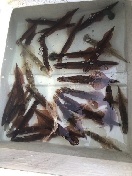 ふじしめ丸 釣果