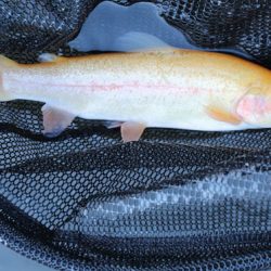 小菅トラウトガーデン 釣果