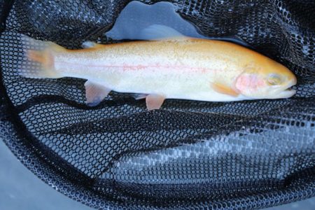 小菅トラウトガーデン 釣果