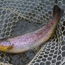 小菅トラウトガーデン 釣果