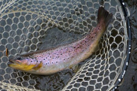 小菅トラウトガーデン 釣果