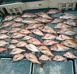 フィッシングガイド りょう 釣果