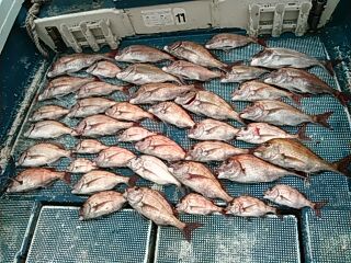 フィッシングガイド りょう 釣果