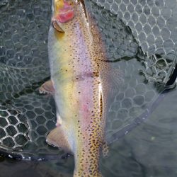 小菅トラウトガーデン 釣果