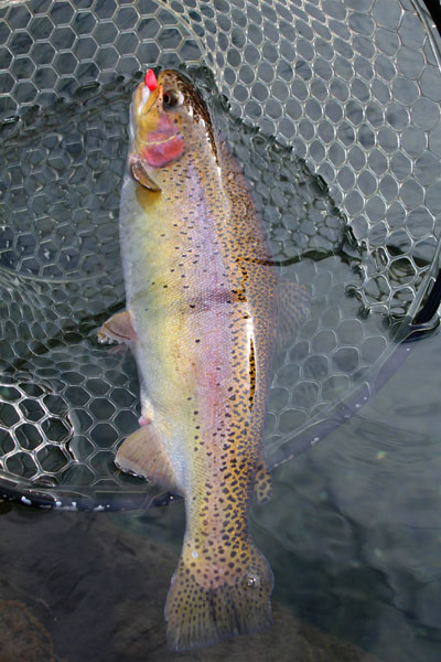 小菅トラウトガーデン 釣果