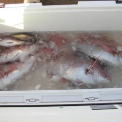 大進丸(新潟) 釣果