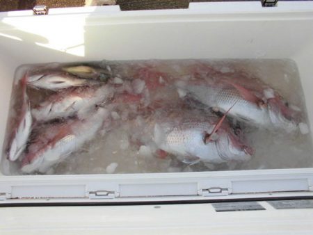 大進丸(新潟) 釣果