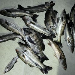 TOPGUN名古屋 釣果