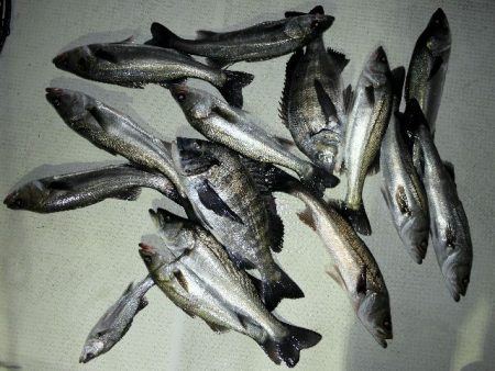 TOPGUN名古屋 釣果