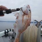 フィッシング太陽 釣果