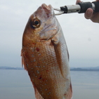 フィッシング太陽 釣果