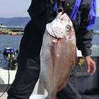 フィッシング太陽 釣果