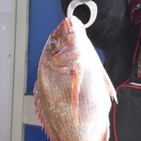 フィッシング太陽 釣果