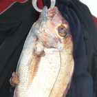 フィッシング太陽 釣果