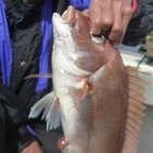 フィッシング太陽 釣果