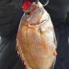 フィッシング太陽 釣果