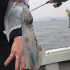 フィッシング太陽 釣果