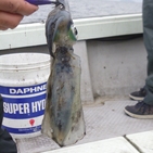 フィッシング太陽 釣果