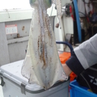 フィッシング太陽 釣果