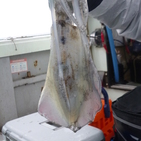 フィッシング太陽 釣果