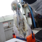 フィッシング太陽 釣果