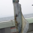 フィッシング太陽 釣果