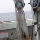 フィッシング太陽 釣果