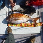 フィッシング太陽 釣果