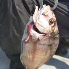 フィッシング太陽 釣果