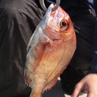 フィッシング太陽 釣果