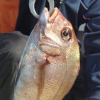 フィッシング太陽 釣果